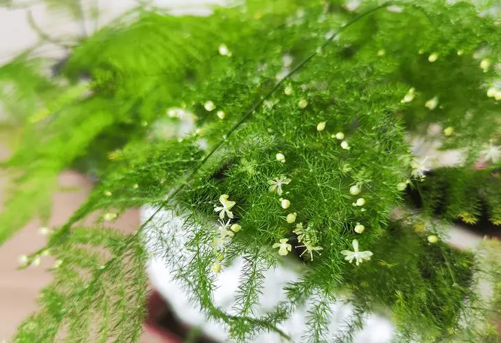 <b>文竹晒太阳的正确姿势，打造绿意盎然的小确幸</b>