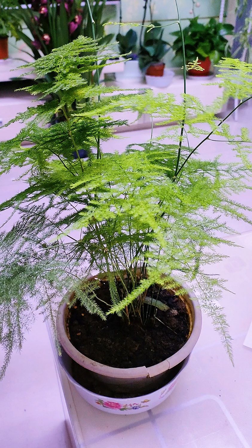 文竹晒太阳的正确姿势,打造绿意盎然的小确幸