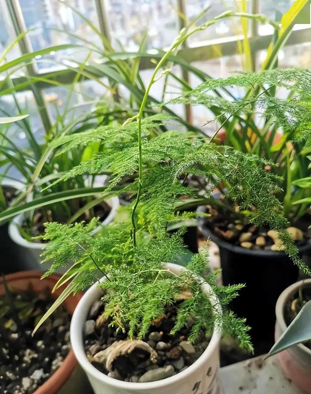 文竹晒太阳的正确姿势,打造绿意盎然的小确幸