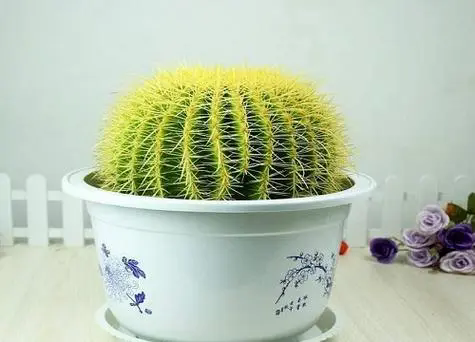 <b>仙人球最爱的肥料大公开，轻松养出翠绿小星球</b>