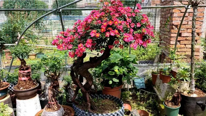 <b>月季花树嫁接艺术：精选树桩打造最美观赏姿态的秘密</b>