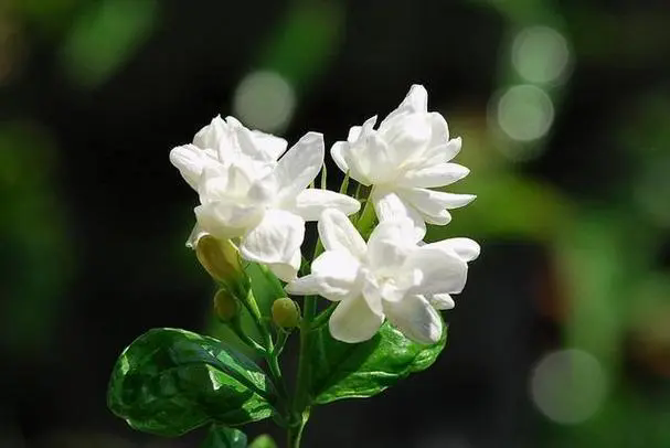 <b>茉莉花养殖，喜阴还是喜阳的秘密，探索光照与香气的不解之缘</b>