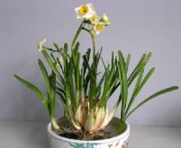 <b>春之使者：水仙花的最佳种植时间，十一月的土壤最温柔</b>
