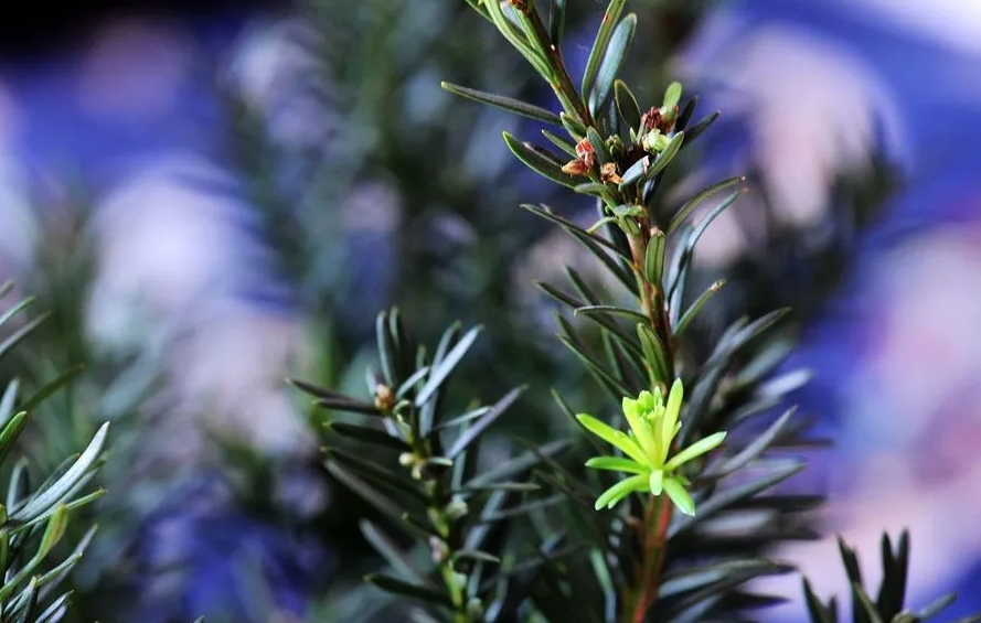 <b>自然奇观红豆杉开花纪实，每一瞬都是生命的奇迹</b>