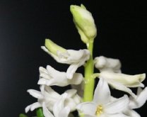 <b>绿意盎然风信子的开花季日记，三月至五月每一天都值得记录</b>