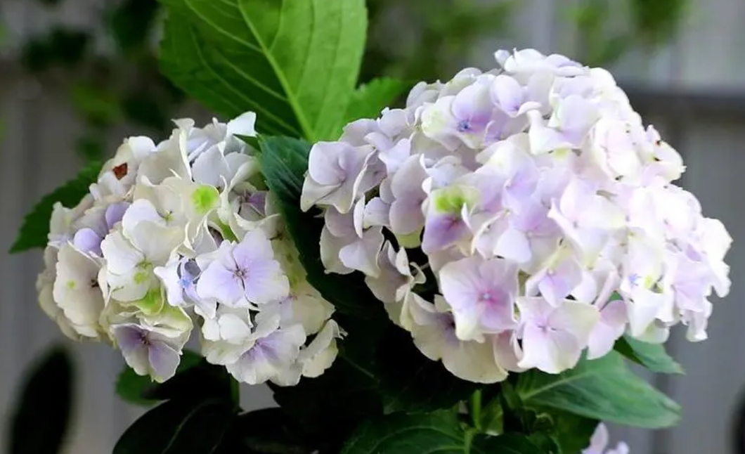 <strong>绿意复苏绣球花的醒花仪式，每一步都细腻呵护</strong>