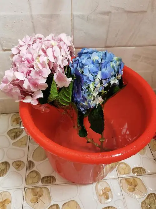 绿意复苏绣球花的醒花仪式,每一步都细腻呵护