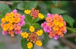 <b>五色共舞五色梅的色彩狂欢，五种色调汇聚演绎花界的色彩盛宴</b>