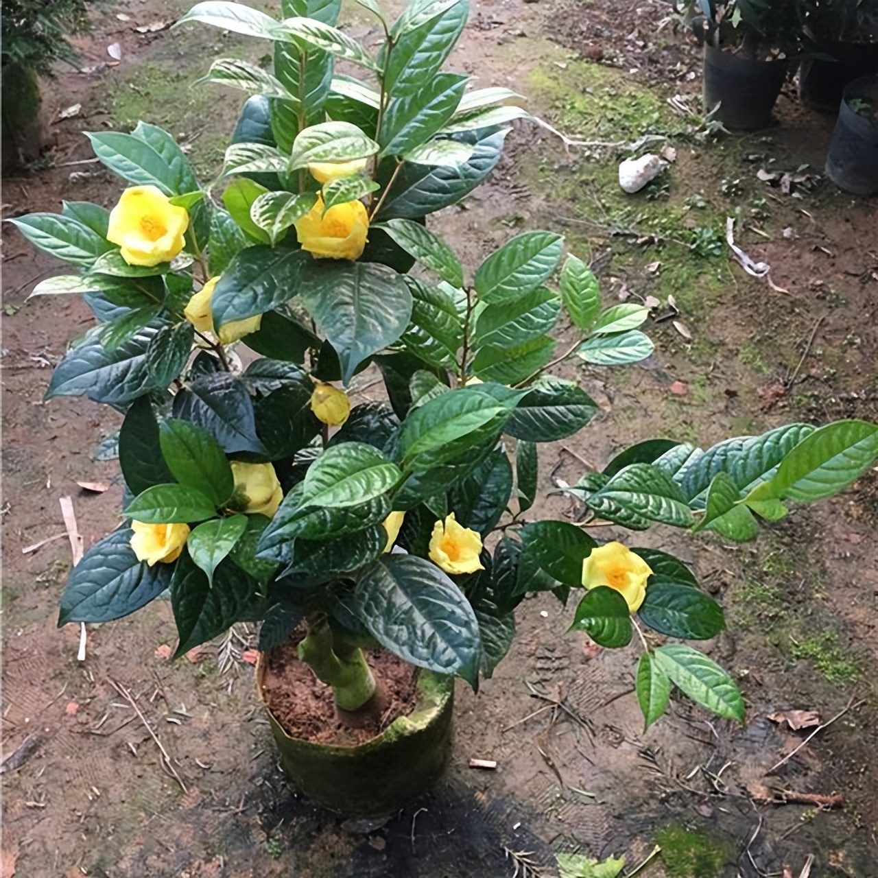金色传奇金花茶的珍稀身世介绍,每一朵都是自然的瑰宝