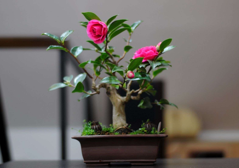 <b>茶梅盆栽养殖绿意生活的艺术，掌握关键养护出繁花似锦空间</b>
