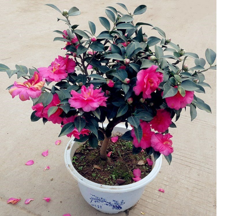 茶梅盆栽养殖绿意生活的艺术,掌握关键养护出繁花似锦空间