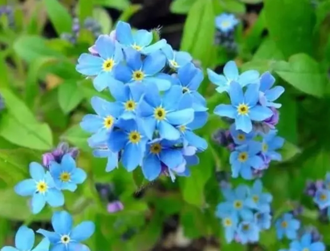 <b>勿忘我鲜花放水中养护还是干花保存的永恒，瓣瓣承载不变承诺静默时光</b>