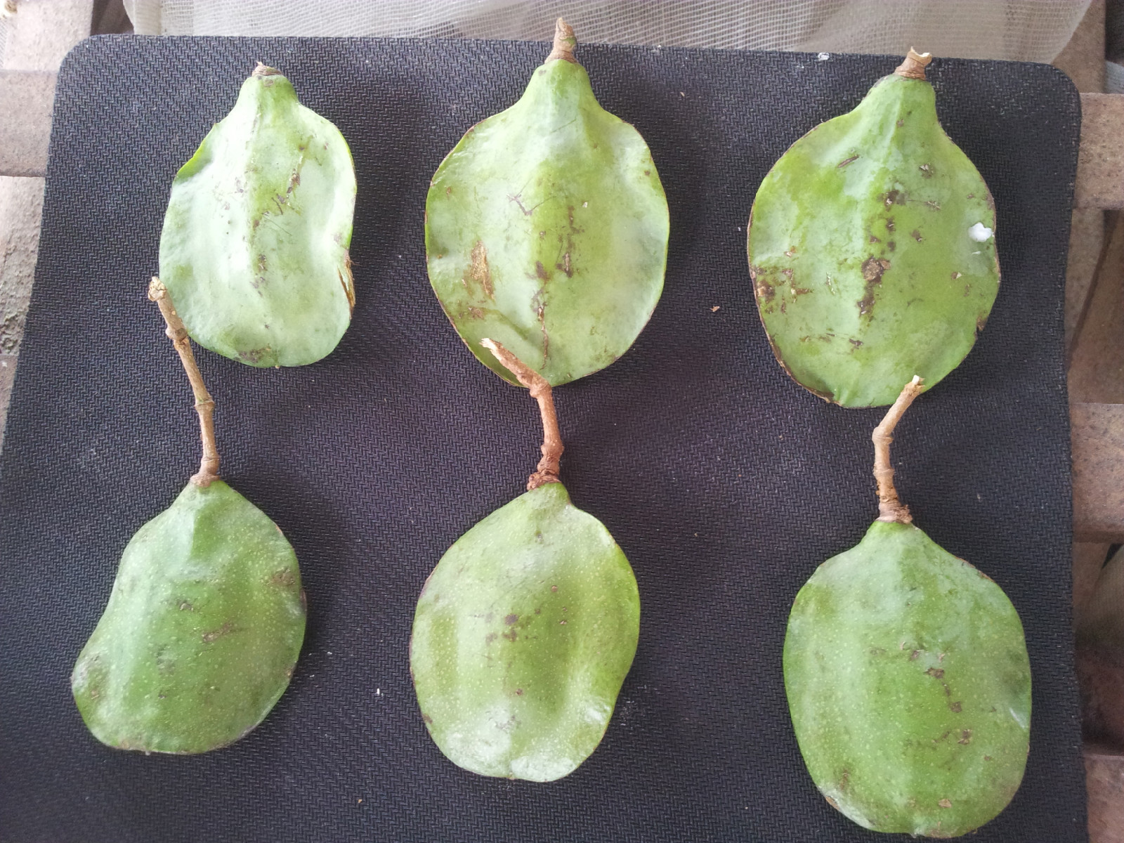 生命起航蓝花楹种子播种发芽周期,春风拂面吹散冬日的寂静,迎接新生