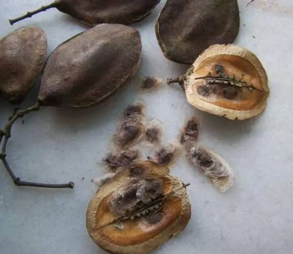 生命起航蓝花楹种子播种发芽周期,春风拂面吹散冬日的寂静,迎接新生