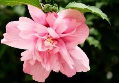 <b>木槿花开时节美不胜收！了解它的花期把握观赏时机</b>