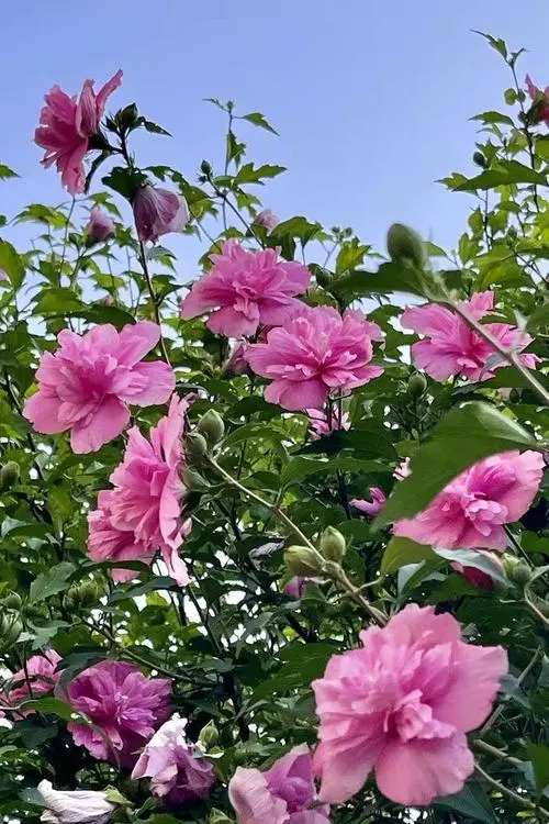 木槿花开时节美不胜收!了解它的花期把握观赏时机