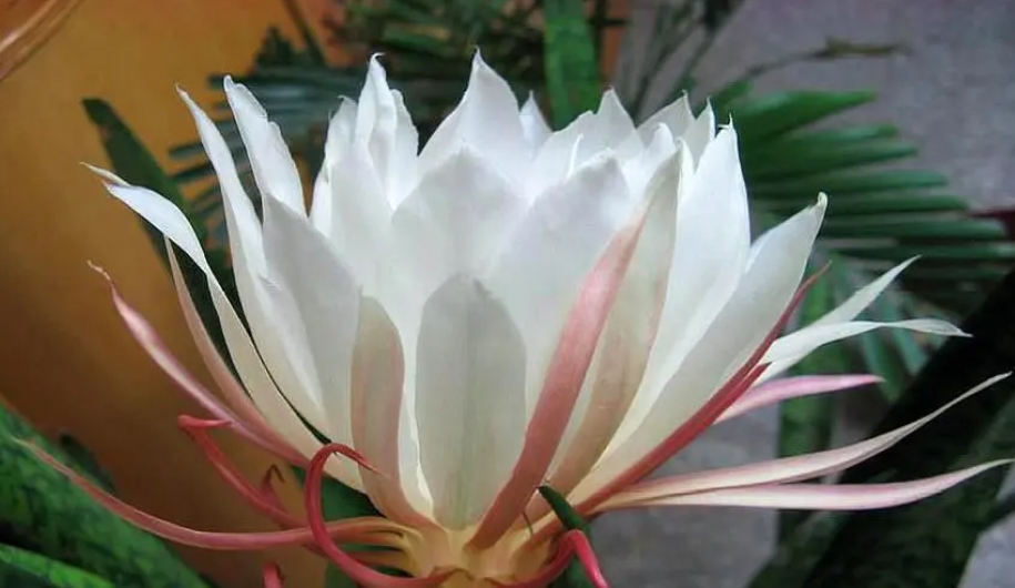 <b>昙花一现的秘密：掌握昙花繁殖技巧让美丽永恒绽放</b>