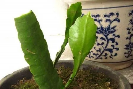 昙花一现的秘密:掌握昙花繁殖技巧让美丽永恒绽放