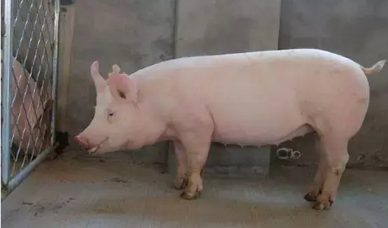 <b>养猪知识母猪产后食欲不振的综合防治方案，保障养殖效益</b>