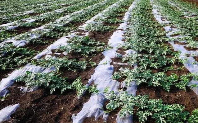 冬日润泽农业种植低温浇水技巧,保障作物温暖过冬