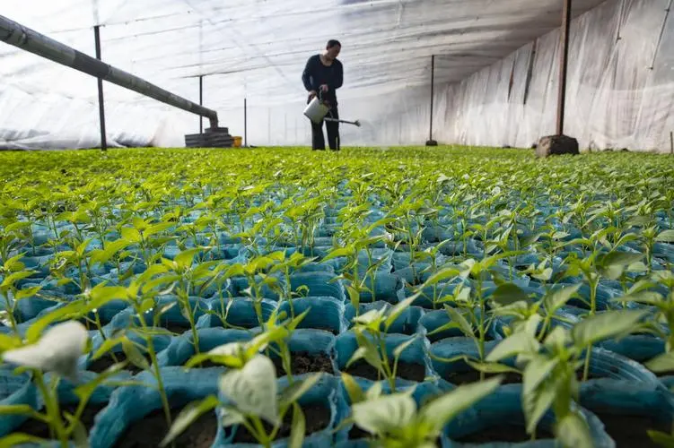冬日润泽农业种植低温浇水技巧,保障作物温暖过冬