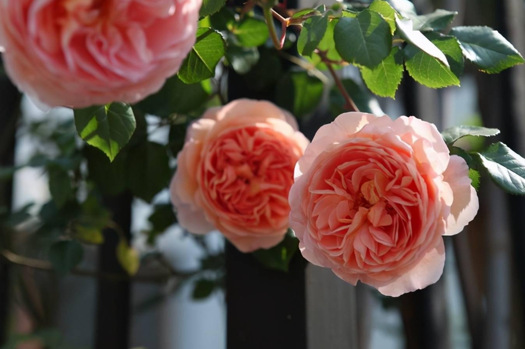 <strong>四季花语藤本月季花养殖管理要点，保持持续魅力的不二法门</strong>