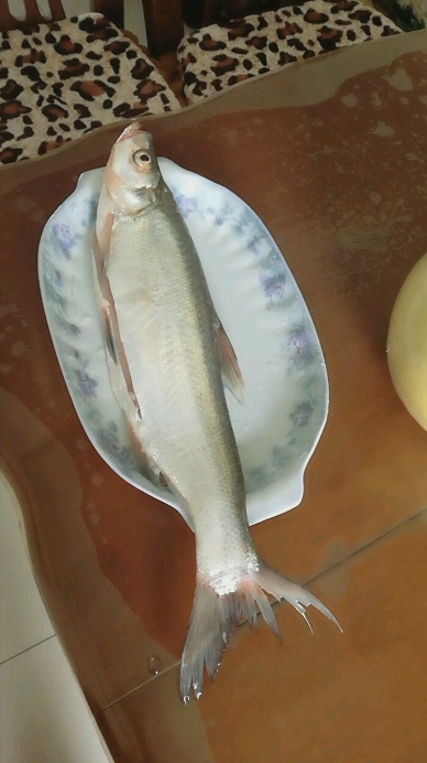 白鱼之谜揭开水域分类的面纱,海鱼or淡水鱼的真相