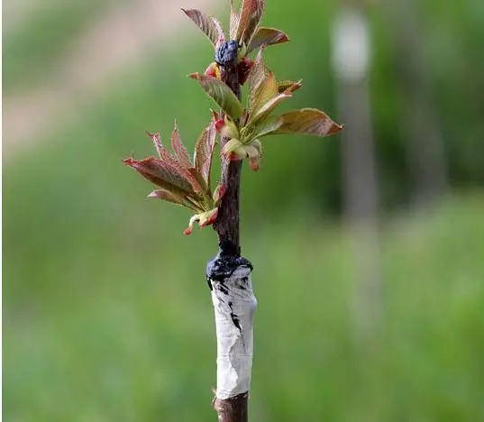 樱桃园的进化论:樱桃嫁接技术的应用如何提升樱桃树的产量与品质