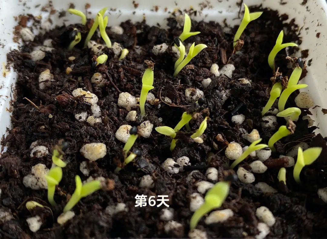 揭秘火龙果籽:从微小种子种植到硕大果实的奇迹之旅
