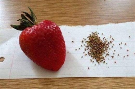 草莓外表上的黑籽奇迹:一颗种子造就一段生命旅程