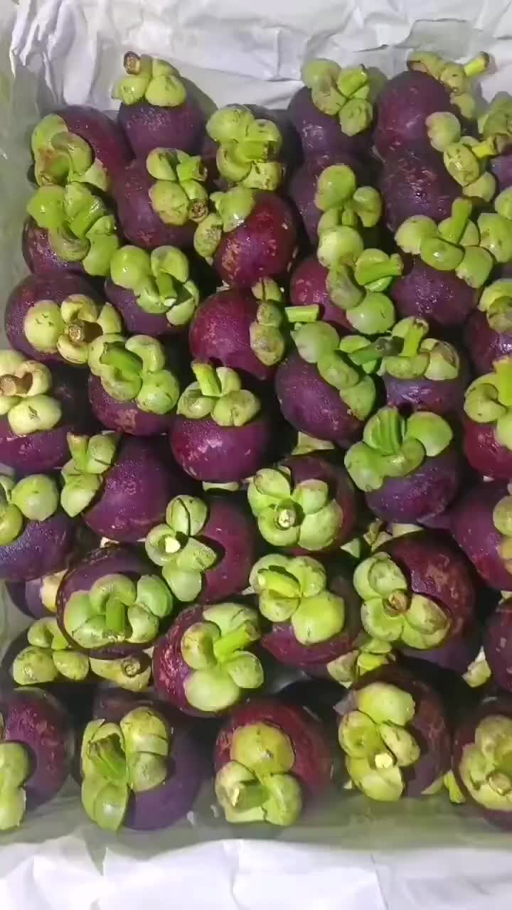 山竹种植产地一览表:亚洲热带雨林的馈赠,追寻每一颗果实的成长足迹