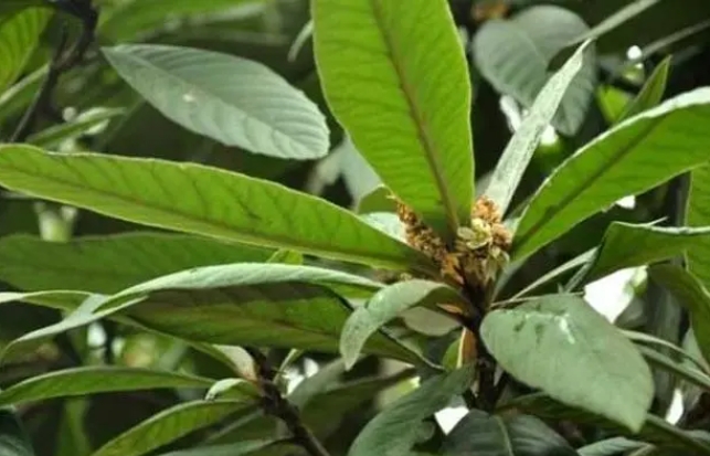 <b>枇杷叶的作用医疗价值功能介绍，从润肺到美容，一味多效的养生圣品！</b>