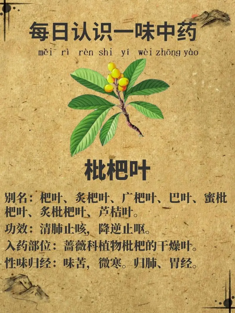 枇杷叶的作用医疗价值功能介绍,从润肺到美容,一味多效的养生圣品!