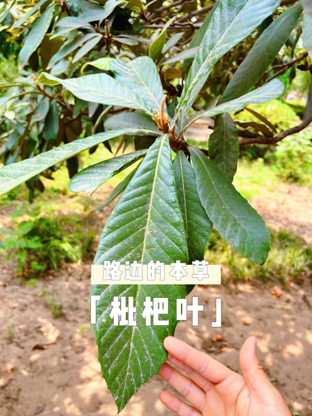 枇杷叶的作用医疗价值功能介绍,从润肺到美容,一味多效的养生圣品!