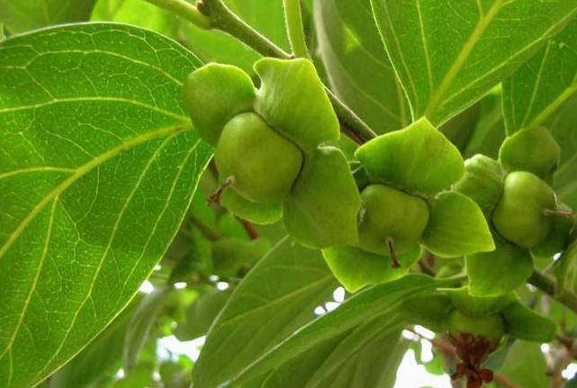 <b>茶香养生：柿子叶茶的功效作用，从清热解毒到促进消化的益处</b>