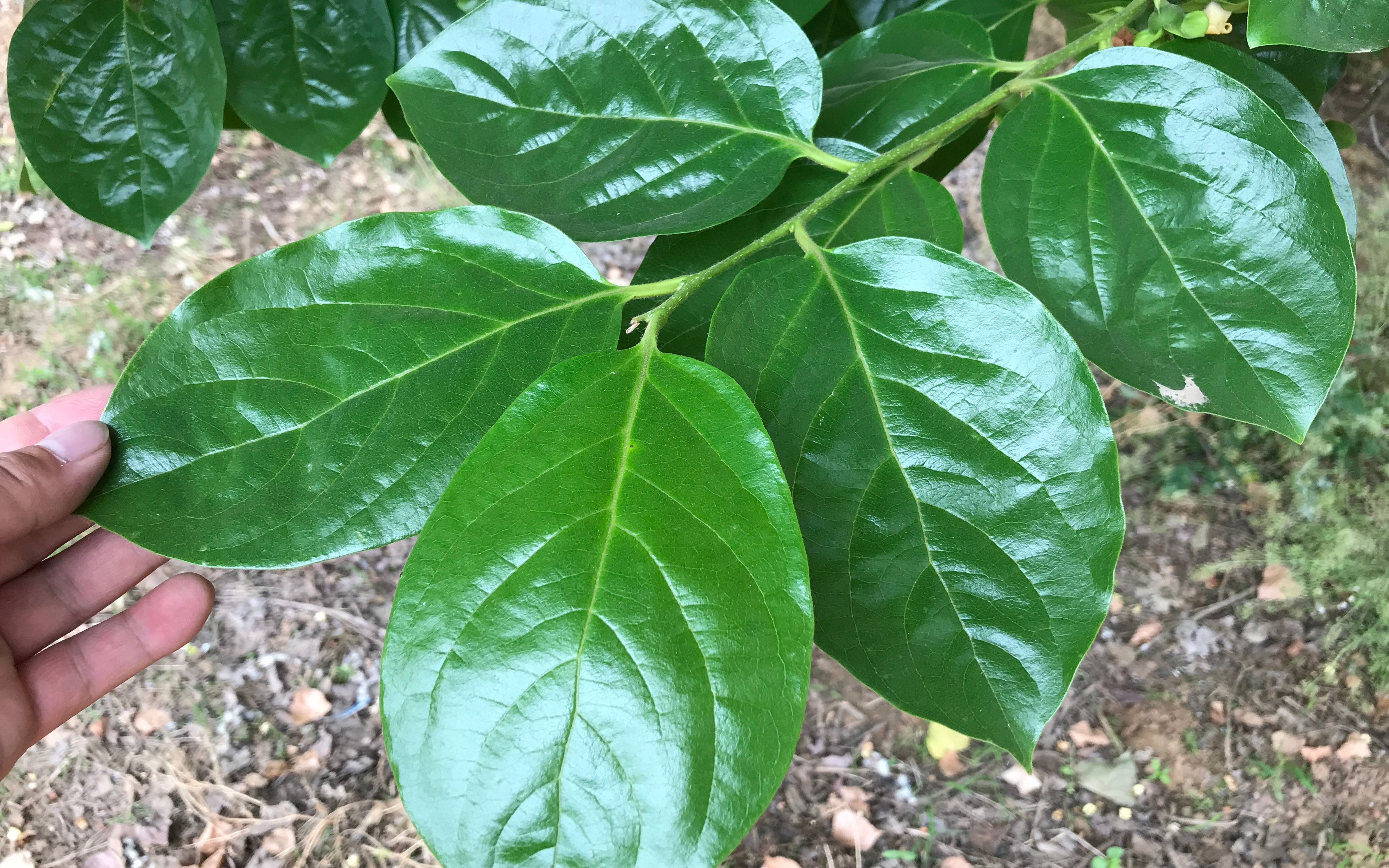 茶香养生:柿子叶茶的功效作用,从清热解毒到促进消化的益处