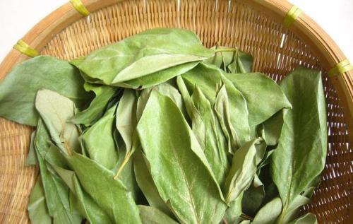 茶香养生:柿子叶茶的功效作用,从清热解毒到促进消化的益处