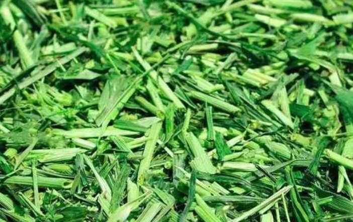 <strong>养牛牧草饲料优化指南：科学处理方法，确保牛群健康与效益</strong>