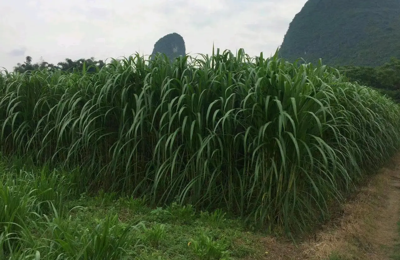 养牛牧草饲料优化指南:科学处理方法,确保牛群健康与效益