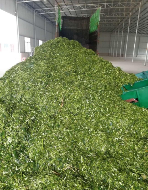 养牛牧草饲料优化指南:科学处理方法,确保牛群健康与效益