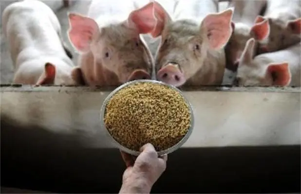猪饲料喂牛催肥误区的可行性分析,专家详解科学喂养之道