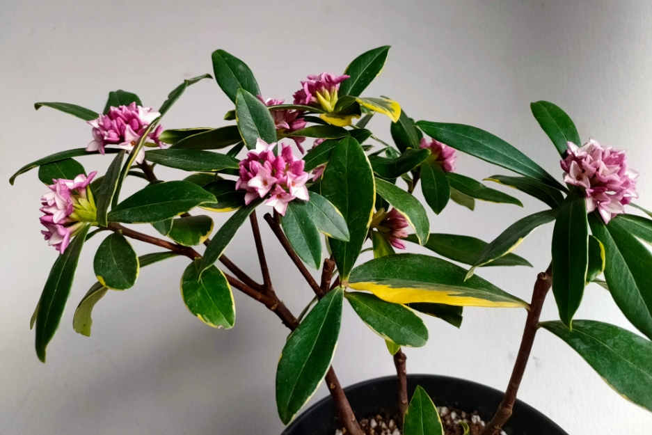 <b>瑞香花一年能开几次花？季节轮回欣赏每一次绽放的美丽与香气</b>