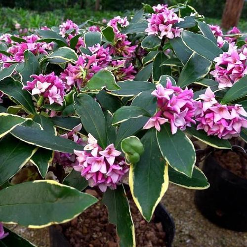 瑞香花一年能开几次花?季节轮回欣赏每一次绽放的美丽与香气