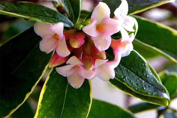 瑞香花一年能开几次花?季节轮回欣赏每一次绽放的美丽与香气
