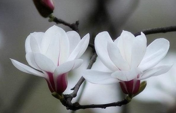 <b>玉兰花树的种植方法圣经：从选址到修剪，揭秘百年名树的养护秘诀</b>