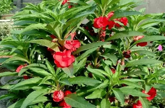 <b>揭秘凤仙花对人体的危害：从观赏到药用，全面了解其潜在影响</b>