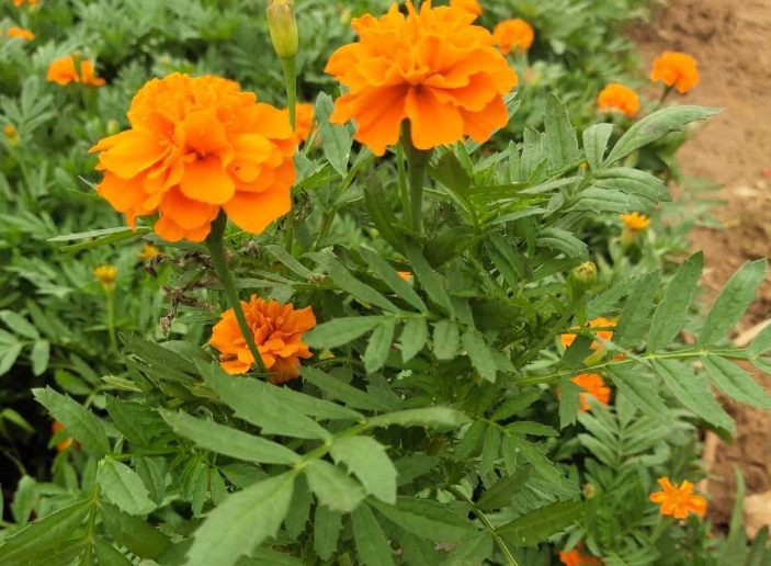 <b>孔雀草的种植生长日记：春季播种夏季绽放，轻松打造梦幻花海</b>