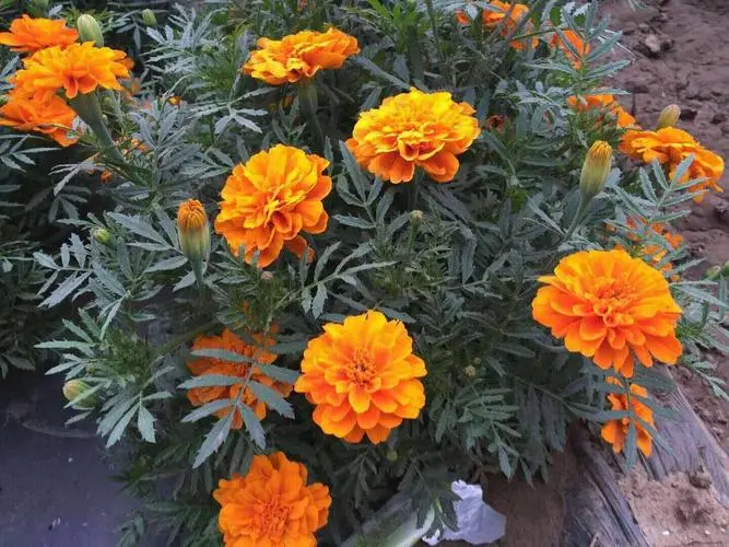 孔雀草的种植生长日记:春季播种夏季绽放,轻松打造梦幻花海