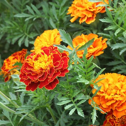 孔雀草的种植生长日记:春季播种夏季绽放,轻松打造梦幻花海