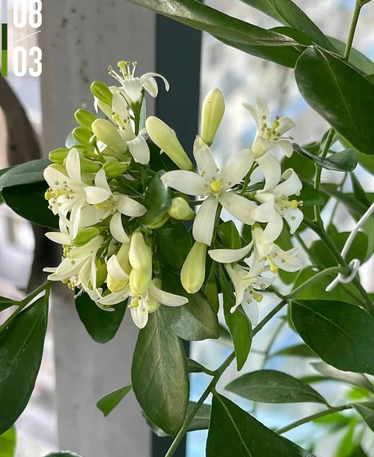 九里香种植养护指南:温度控制与水分管理,打造满室芬芳的家居绿洲!